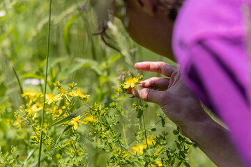 Herbalist is examining a hypericum perforatum flower, also known as st john's wort, in a blooming meadow, during a sunny day. Selective focus