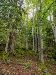 Forest trees near Reichenbach falls