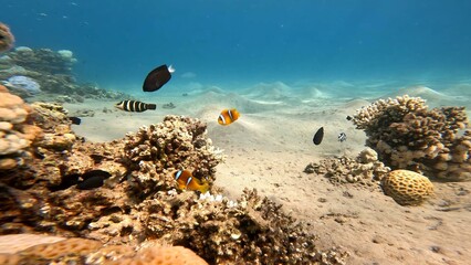 Amphiprion bicinctus - Two-striped clownfish. Two-striped clownfish hiding in an anemone in the corals of the Red Sea. Two-striped clownfish snorkeling in the Red Sea.
