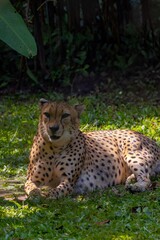 The cheetah is looking