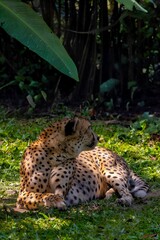 The cheetah is sitting and looking back