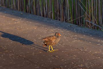 duck on the beach