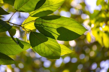 Leaves