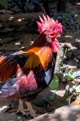 Rooster