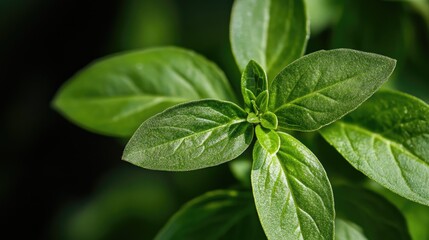 Closeup of Wild Basil Leaf