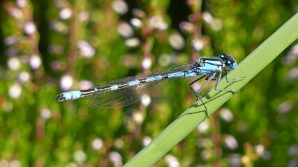 Libelle4