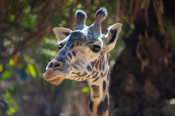 close up of a giraffe head angled