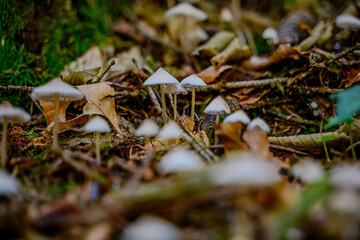 Pilze am Waldboden