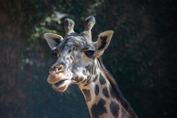 Obraz premium close up of giraffe head with mouth open