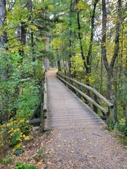 Obraz premium path in the woods