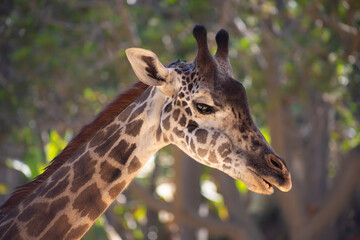 close up of a giraffe with open mouth side view