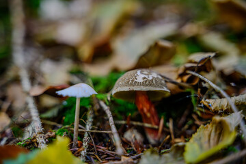 Nahaufnahme eines Pilzes im Herbstwald