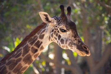 close up of a giraffe side view