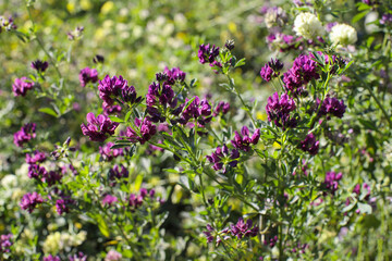 Alfalfa field on a sunny summer day