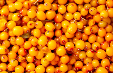 Sea buckthorn berries. Fresh ripe sea buckthorn as a background, top view. Juicy ripe yellow...