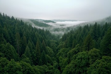 Fototapeta premium Serene Forest Canopy A Lush Green Panorama of Tranquil Misty Valley