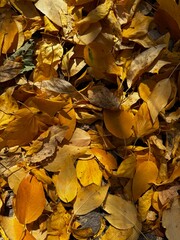 autumn leaves background