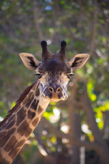 portrait of a giraffe vertical