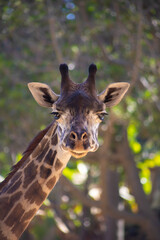 portrait of a giraffe with slightly open mouth vertical