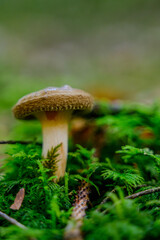 Nahaufnahme eines Pilzes im Herbstwald