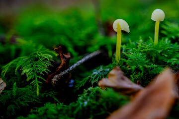 Nahaufnahme eines Pilzes im Herbstwald