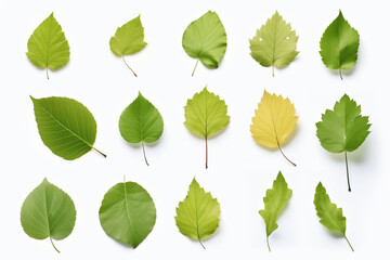 collection of birch leaves on white background
