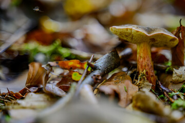 Nahaufnahme eines Pilzes im Herbstwald