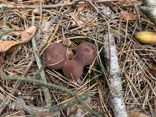 Brown bolete mushrooms growing in a forest