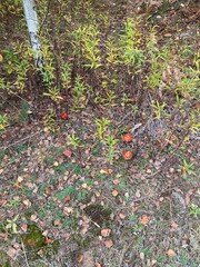 Red toadstools with white dots growing in the forest