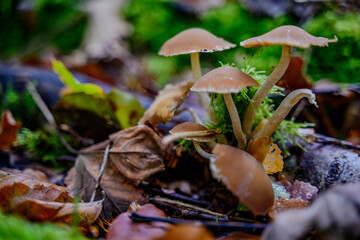 Pilze am Waldboden