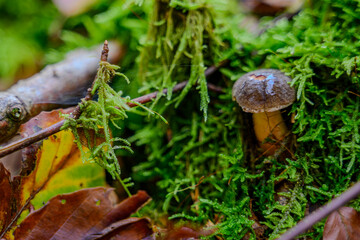 Nahaufnahme eines Pilzes im Herbstwald