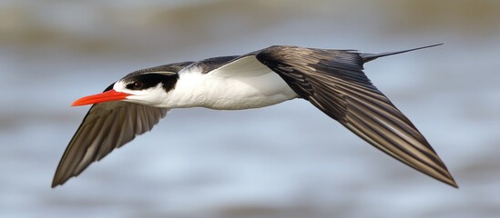 A Black Skimmer Rynchops Niger In Flight