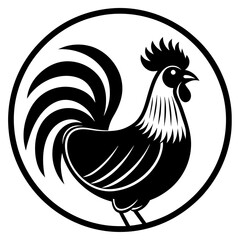 rooster isolated on white background