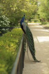 Der Pfau