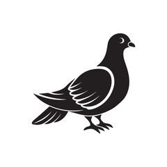 Pigeon silhouette vector, black and white silhouette, vector and illustration