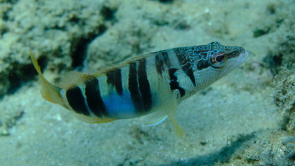 Painted comber (Serranus scriba) undersea, Aegean Sea, Greece, Halkidikii, Pirgos beach