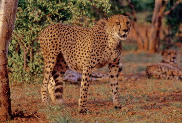 Cheetah