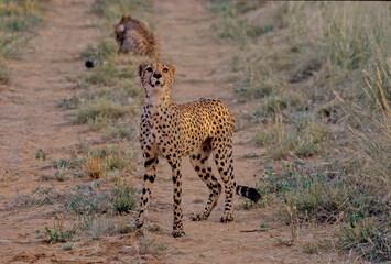 Cheetah