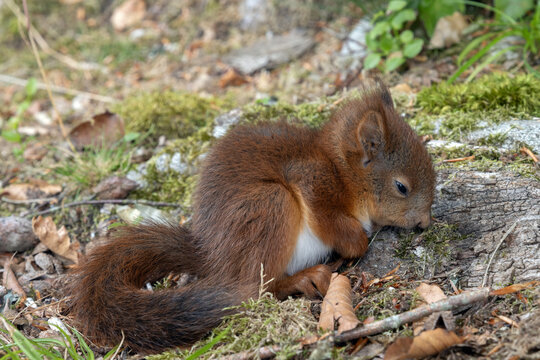 Junges, ersch&ouml;pftes  m&uuml;des Eichh&ouml;rnchen Baby mit halb geschlossenen Augen am Waldboden.