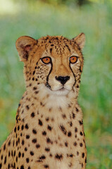 Cheetah