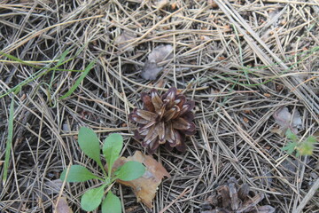 Pine cone fell on pine needles