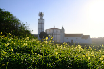 Costa Nova church at sunset, with yellow flowers in the foreground, Portugal