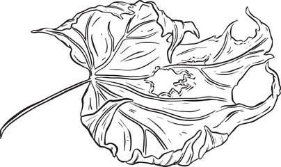 Clip Art Style Autumn Leaf Illustration in Vector 