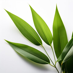 Obraz premium Thin and elegant bamboo leaves, photographed with sharp focus on a white background