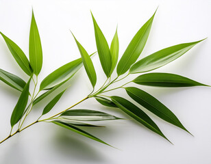 Fototapeta premium Thin and elegant bamboo leaves, photographed with sharp focus on a white background