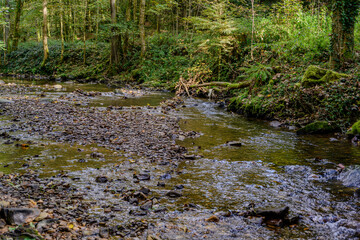 Ein kleiner Bach im Wald