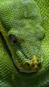 Morelia viridis - commonly known as the green tree python