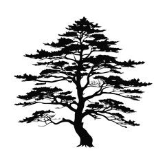 western-red-cedar-tree-silhouette