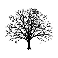 Obraz premium white-ash-tree-silhouette