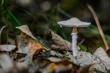 Nahaufnahme eines weißen Pilzes zwischen Laub